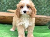Show Kalite Maltipoo Yavrular