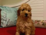 Erkek Poodle Yavrumuz
