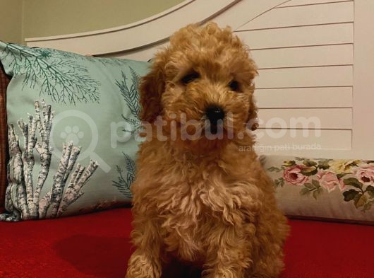 Erkek Poodle Yavrumuz görsel
