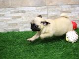 A Kalite Pug