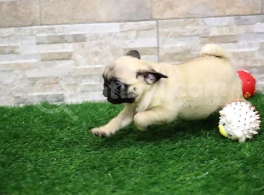 A Kalite Pug görsel