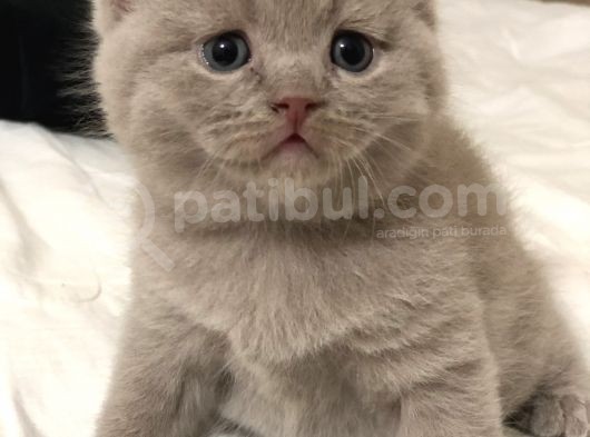 2 Aylık Erkek British görsel