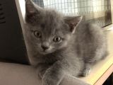 British Shorthair Erkek Yavrumuz Yeni Yuvasını Arıyor