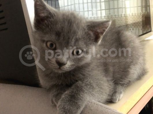 British Shorthair Erkek Yavrumuz Yeni Yuvasını Arıyor görsel