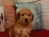Erkek Poodle Yavrumuz