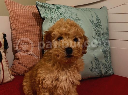 Erkek Poodle Yavrumuz görsel