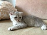 2 Aylık Erkek British Sorthair