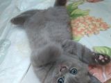 54 Günlük Safkan British Shorthair Yavru