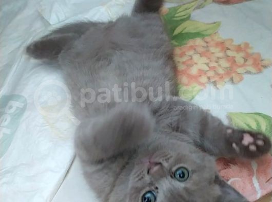 54 Günlük Safkan British Shorthair Yavru