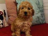 Erkek Poodle Yavrumuz