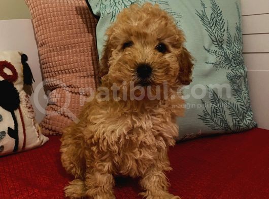 Erkek Poodle Yavrumuz görsel