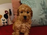 Erkek Poodle Yavrumuz