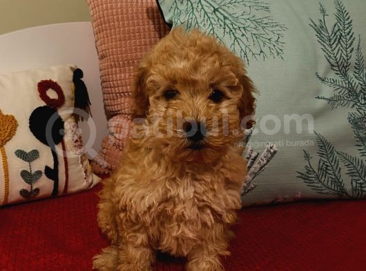 Erkek Poodle Yavrumuz