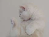 British Short Hair Yavru Kedi