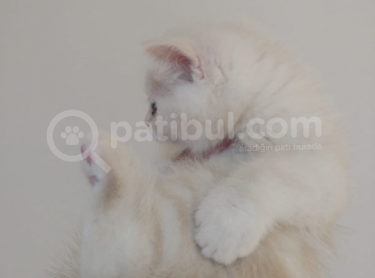 British Short Hair Yavru Kedi görsel
