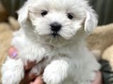 Show Kalite Maltese Terier Bebekler