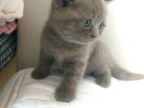 54 Günlük Safkan British Shorthair Yavru