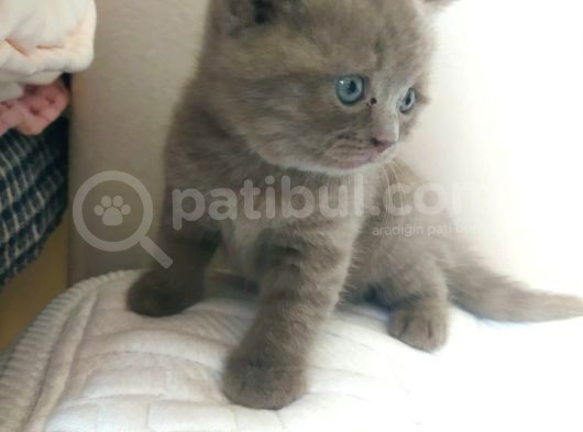 54 Günlük Safkan British Shorthair Yavru görsel