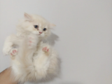 British Short Hair Yavru Kedi