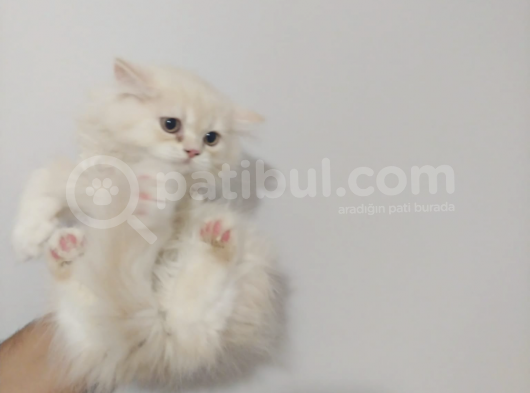 British Short Hair Yavru Kedi görsel