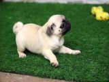 A Kalite Pug