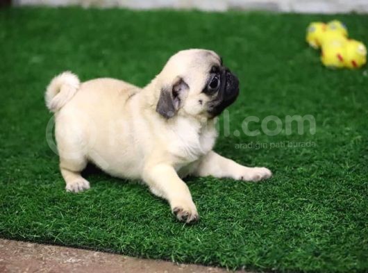 A Kalite Pug görsel