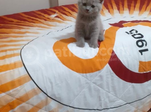 2 Aylık Erkek British görsel