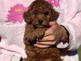 Bebek Surat Toy Poodle Yavrular