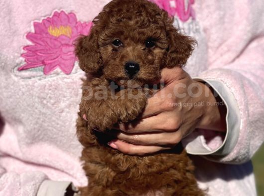 Bebek Surat Toy Poodle Yavrular
