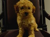 Erkek Poodle Yavrumuz