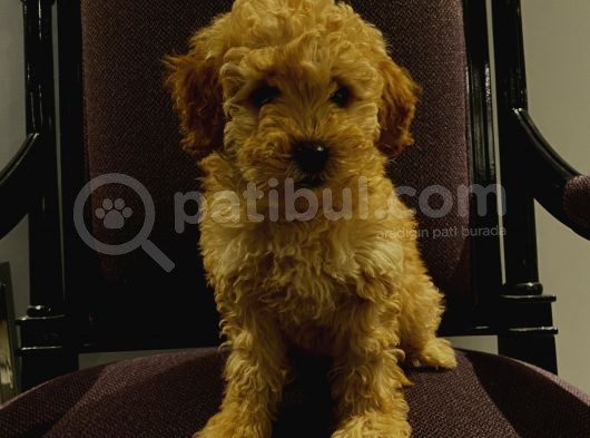 Erkek Poodle Yavrumuz görsel