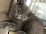 British Shorthair Erkek Yavrumuz Yeni Yuvasını Arıyor