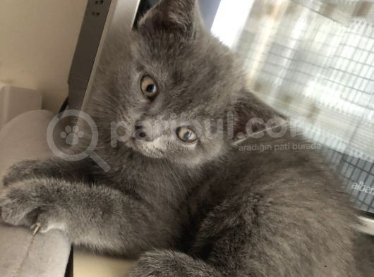 British Shorthair Erkek Yavrumuz Yeni Yuvasını Arıyor