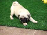 A Kalite Pug