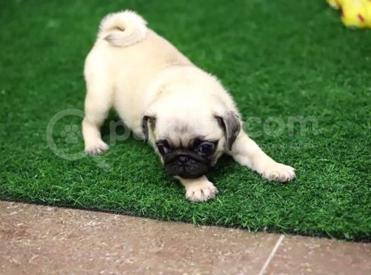 A Kalite Pug