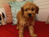 Erkek Poodle Yavrumuz