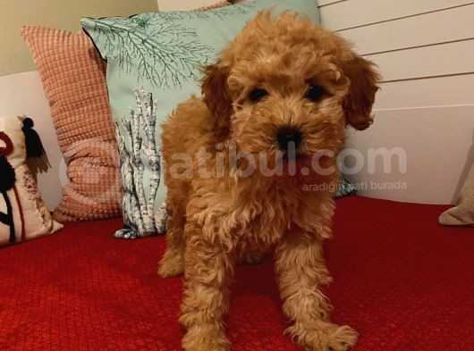 Erkek Poodle Yavrumuz görsel