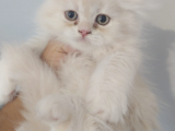 British Short Hair Yavru Kedi