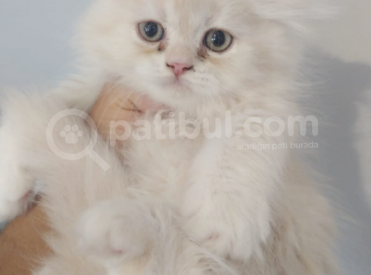 British Short Hair Yavru Kedi