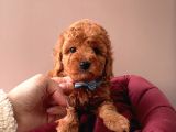 Orji̇nal Toy Poodle Yavrular