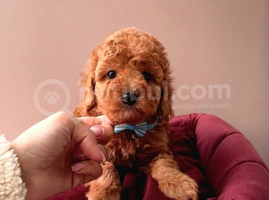 Orji̇nal Toy Poodle Yavrular görsel
