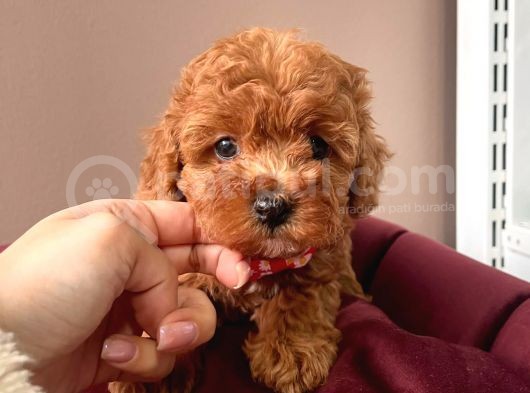 Orji̇nal Toy Poodle Yavrular görsel