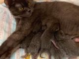 British Kedi Bebekleri 29 Haziran Doğumlu Yeni Sahiplerini Bekliyorlar