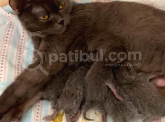 British Kedi Bebekleri 29 Haziran Doğumlu Yeni Sahiplerini Bekliyorlar