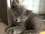 British Shorthair Erkek Yavrumuz Yeni Yuvasını Arıyor