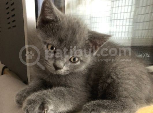 British Shorthair Erkek Yavrumuz Yeni Yuvasını Arıyor görsel