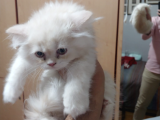 British Short Hair Yavru Kedi