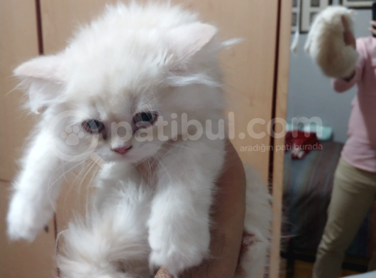 British Short Hair Yavru Kedi görsel
