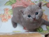 54 Günlük Safkan British Shorthair Yavru