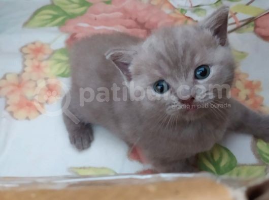 54 Günlük Safkan British Shorthair Yavru görsel